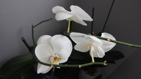 Orchid Flower Blooming on a White Background. spring flowers