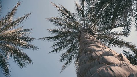 The camera moves in a circle: the large palm trunk plan and tops. Fractal in nature: branches of palm trees are moving in the wind. Palm tree against the sky.