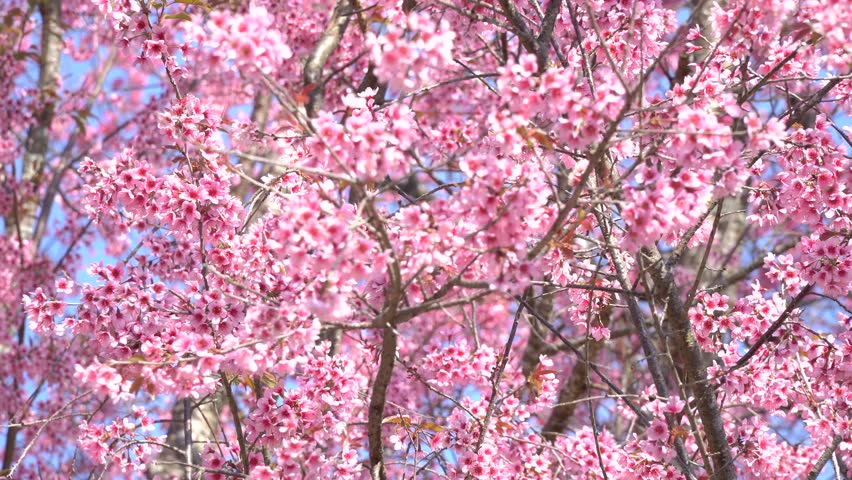 Cherry Blossom Tree Japanese | idioticfashion