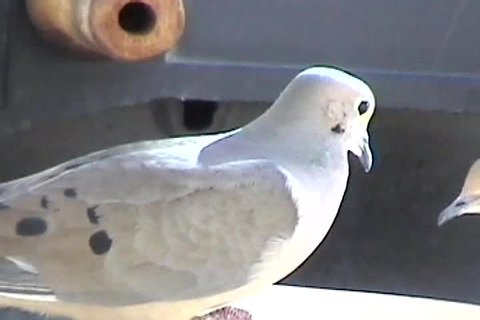 Mourning Dove. (Zenaida macroura) eating--23 seconds