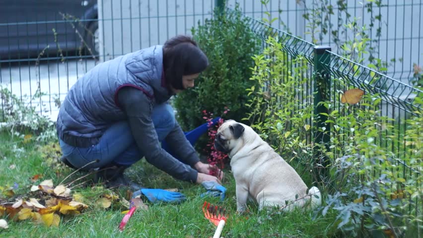 pull pug