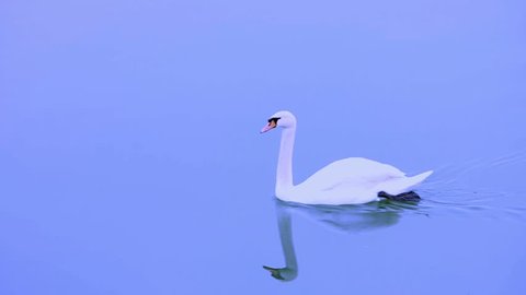 Swan swimming on the blue water