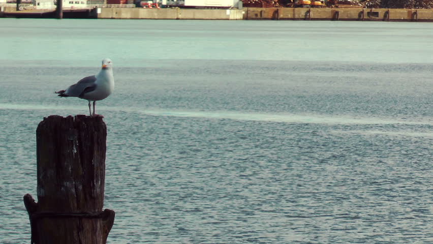 Seagull resting on wooden pillar at Kiel Canal, Germany