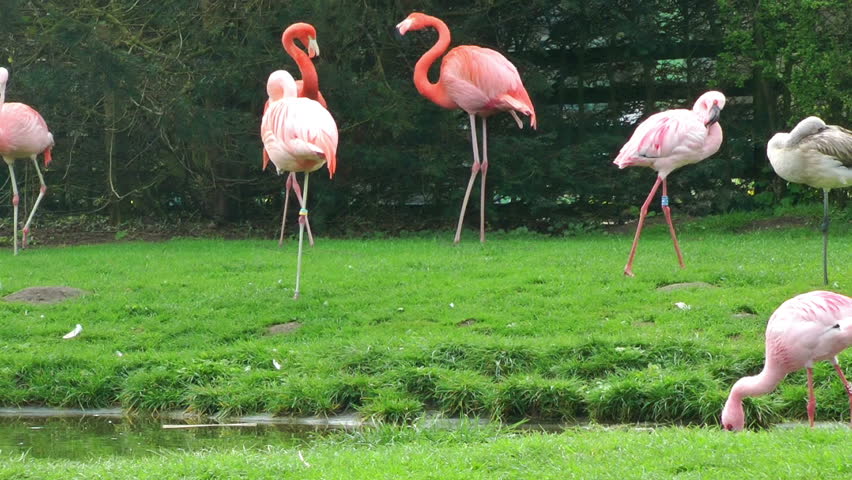 Flamingo birds on grass near lake