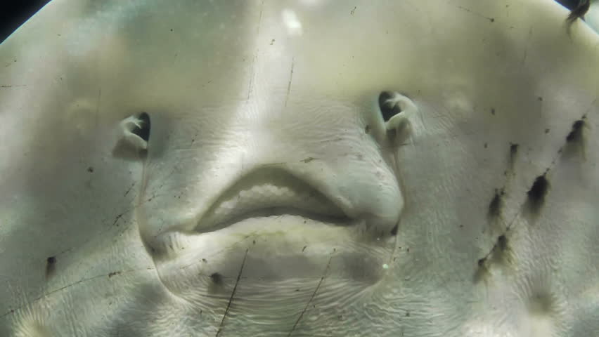 Catfish face close up