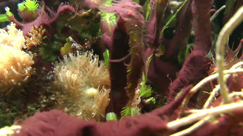 Underwater vegetation shallow depth of field