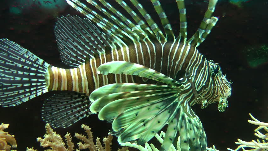 Beautiful tropical fish, underwater vegetation