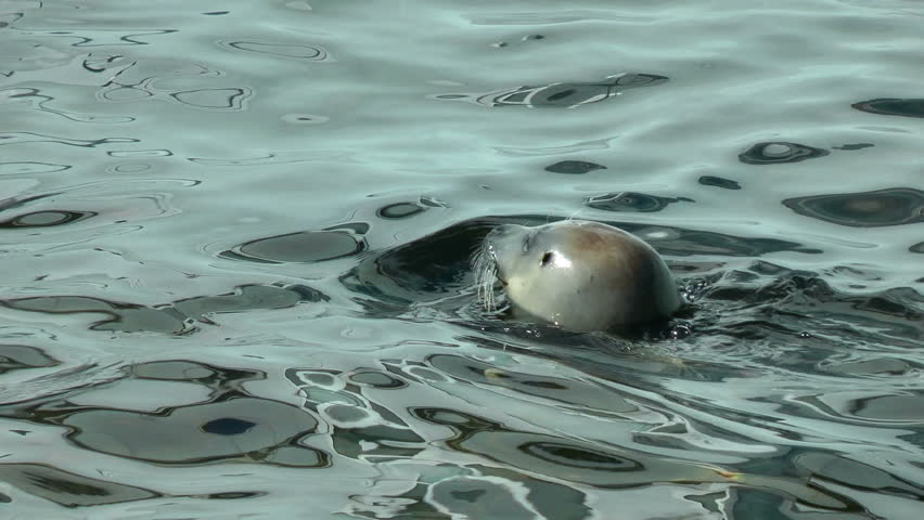 Seals swimming, beautiful reflections on water surface