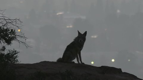 Coyote on rock howling at Los Angeles before dawn.
