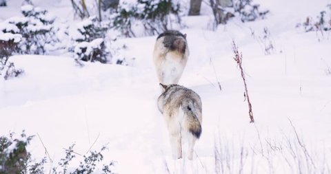 Two wolves in pack walking away in forest