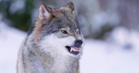 Portrait of wounded wolf displaying teeth