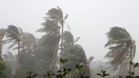 Heavy rain and violent wind on palm trees during a classic tropical storm in monsoon season in the island of Koh Phangan, Thailand, South East Asia. Typhoon, climate change concept