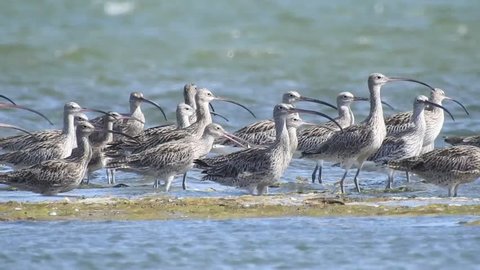 Closer look of flocks of Far eastern curlew, Eurasian curlew, and Whimbrel standing in a lagoon, in Bali, Indonesia. 