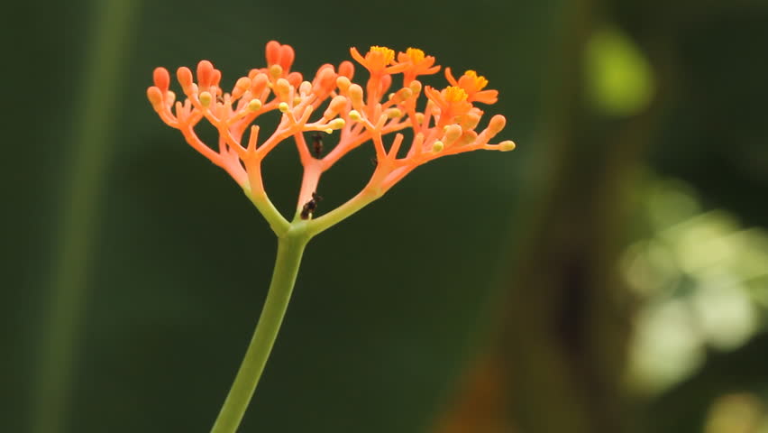 Orange flower