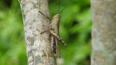 Grasshopper on a small tree and climbing up 