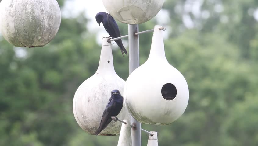 Purple Martins (Progne subis) at a hanging bird house colony