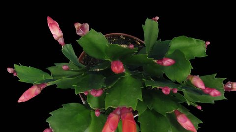 Time-lapse of growing and blooming pink Christmas cactus (Schlumbergera) in PNG+ format with ALPHA transparency channel isolated on black background
