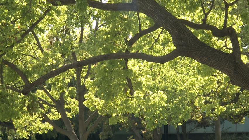 Close-Up of a tree with green leaves and sunshine