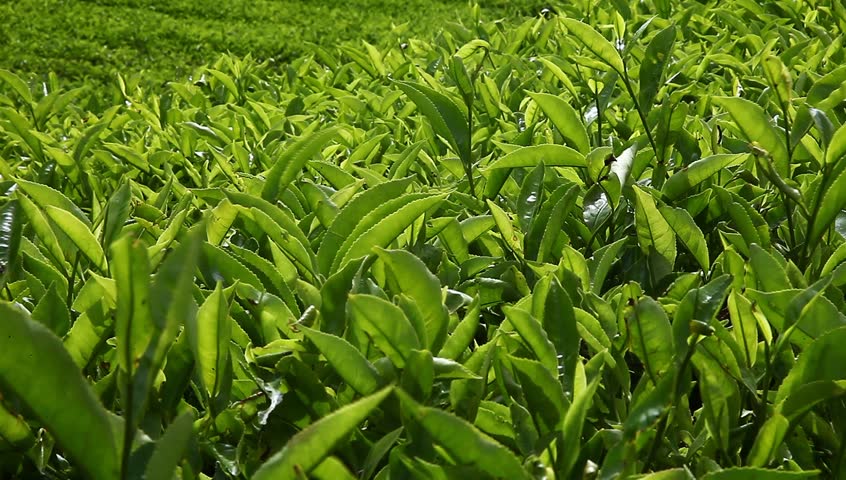 Fresh and Green Tea Leaves Stock Footage Video (100% Royalty-free