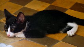 Funny ill homeless kitten.  Lying on the stone floor. Hospital tiles. High-definition video.