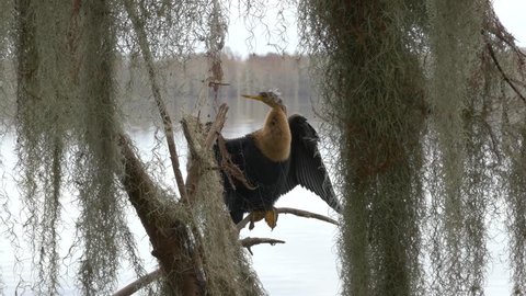 Anhinga (Water Turkey) Posing on Moss-Covered Trees, 4K