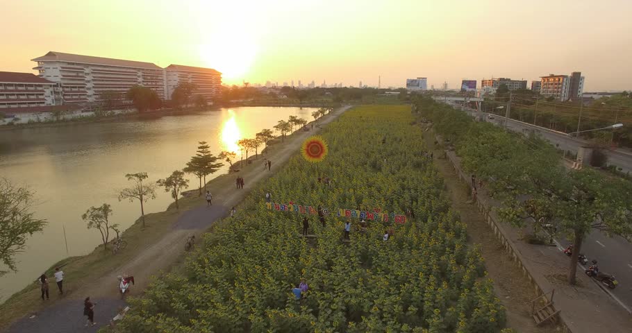 sunflower field and sunset