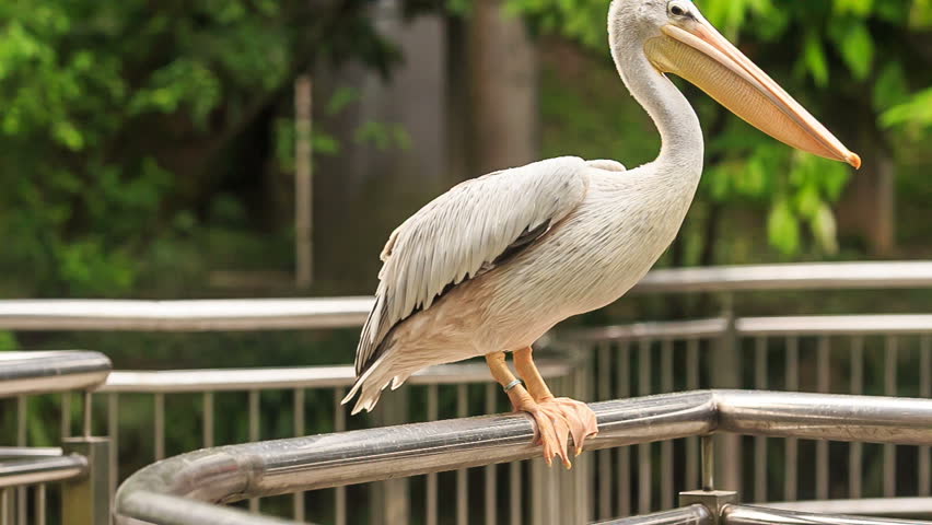 large white pelican runs on metal rail from tourists in Kuala-Lumpur bird park