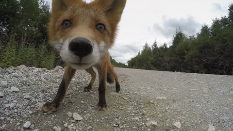 Beautiful wild red fox biting camera on road. Kamchatka Peninsula, Russian Far East.