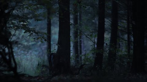 Deer walking in the night forest.