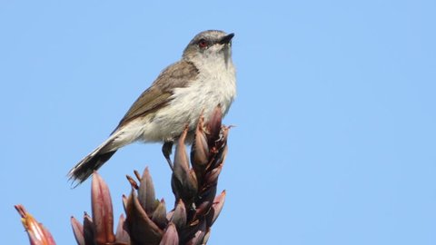Gerygone igata - Grey warbler - riroriro sitting on the branch in New Zealand