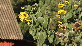 zoom out of big sunflower in garden to wooden red painted country home in autumn time. 4K UHD video clip.