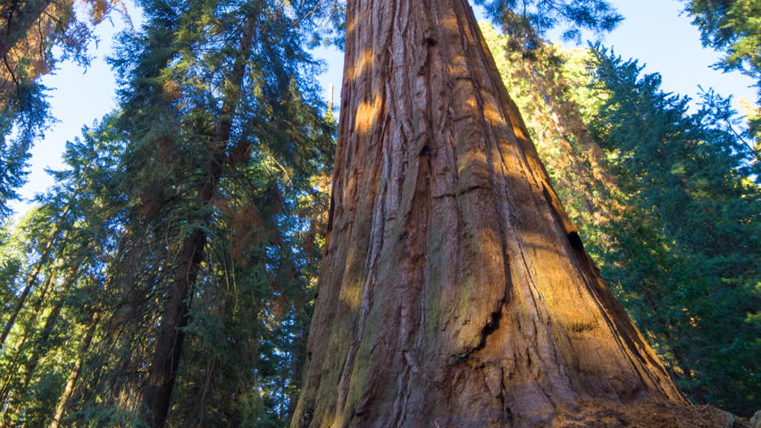 giant sequoia trees yosemite national park Stock Footage Video (100% ...