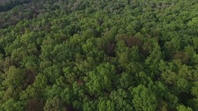 aerial 4K video  of beautiful foliate oak, beach and ironwood forest captured by professional drone camera during beautiful summer day. Circular fly.