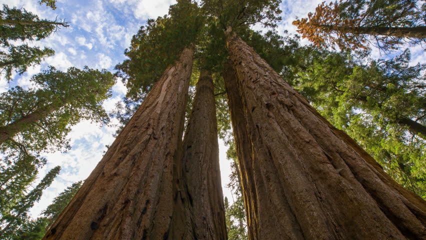 Motion controlled timelapse low angle tracking shot with dolly left, pan right & zoom in motion of Giant Sequoia trunk in Sequoia National Park, California