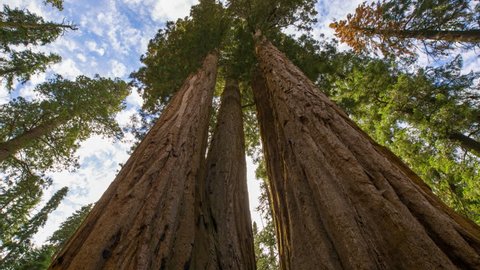 Motion controlled timelapse low angle tracking shot with dolly left, pan right & zoom in motion of Giant Sequoia trunk in Sequoia National Park, California