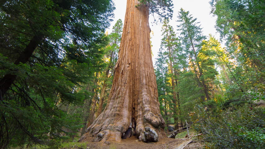 Timelapse with tilt up motion of General Grant Tree at dusk in Sequoia National Park, California