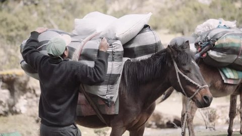 Muleteer loading with huge bulges to a mule on the Andean Cordillera