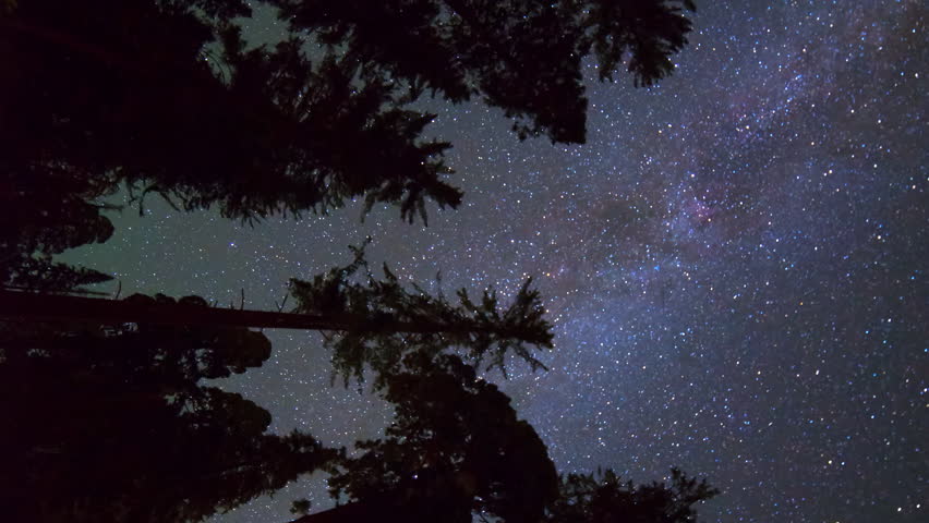 Astrophotography timelapse low angle shot of starry sky through Giant Sequoia at Grant Grove in Kings Canyon National Park, California -Vertical Shot-