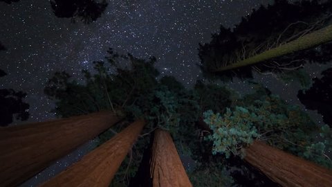 Astrophotography timelapse low angle shot with rotate right motion of stars over Giant Sequoia at Grant Grove in Kings Canyon National Park, California