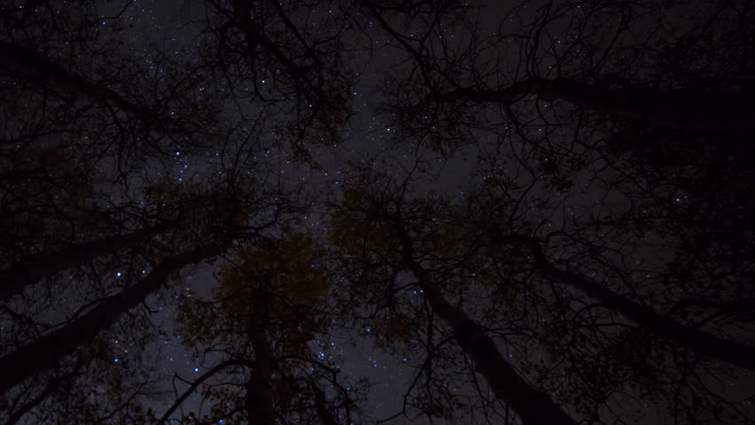 Astrophotography timelapse low angle shot with pan left motion of starry sky through golden aspen trees in fall at Lundy Canyon in Eastern Sierra, California