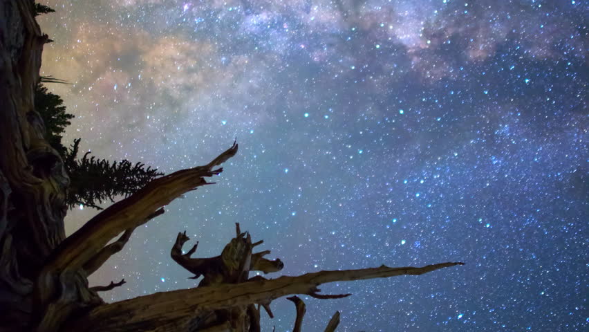 Astrophotography timelapse with pan motion of Milky Way over "The Master" tree in Ancient Bristlecone Pine Forest in White Mountain, California -Vertical Shot-