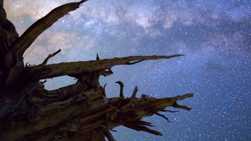 Motion controlled astrophotography timelapse with dolly left & pan right motion of Milky Way over "The Master" tree in Ancient Bristlecone Pine Forest in White Mountain, California -Vertical Shot-