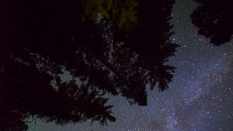 Astrophotography timelapse low angle shot with pan motion of star trails over Giant Sequoia forest at Grant Grove in Kings Canyon National Park, California -Vertical Shot-