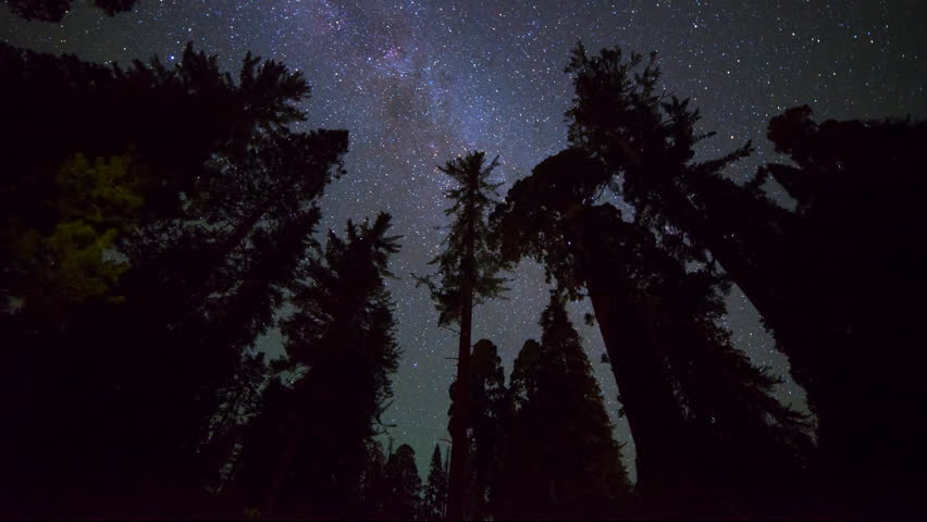 Astrophotography timelapse low angle shot of star trails over Giant Sequoia forest at Grant Grove in Kings Canyon National Park, California
