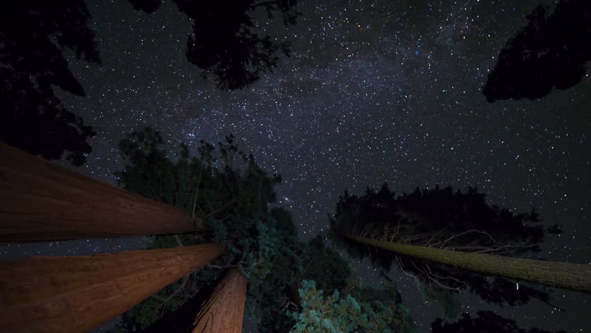 Astrophotography timelapse low angle shot with tilt down motion of stars over Giant Sequoia at Grant Grove in Kings Canyon National Park, California