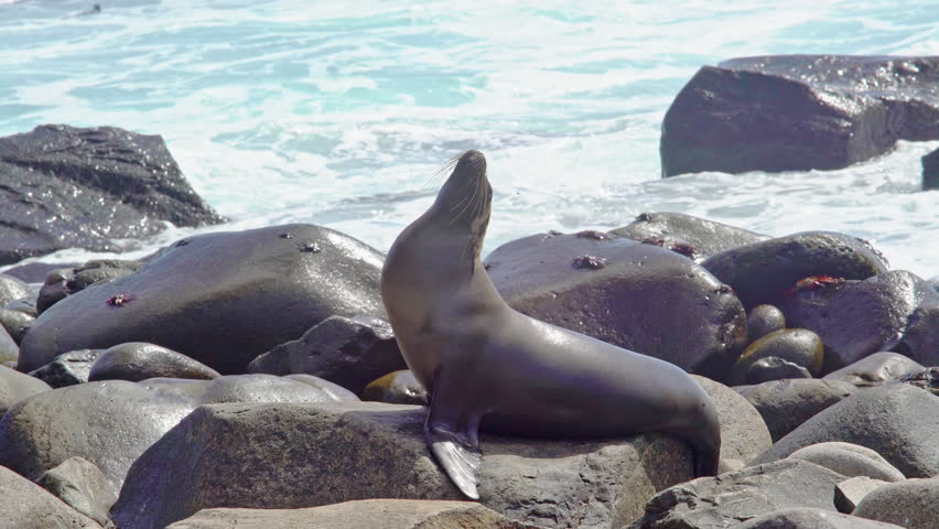 Sealion on rocks Galapagos island, Ecuador
