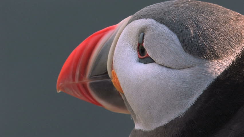 Seabird Puffin extreme close up