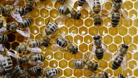 Beekeeping is the maintenance of honey bee colonies, commonly in hives, by humans. A beekeeper keeps bees in order to collect their honey and other products that the hive produces to pollinate crops.