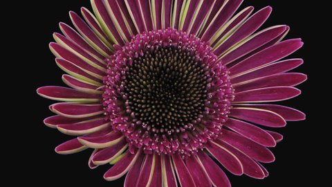 Time-lapse of growing and opening pink gerbera flower 4b1 in PNG+ format with ALPHA transparency channel isolated on black background
