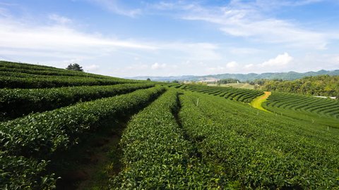Time lapse of tea plantation landscape blue sky in thailand 